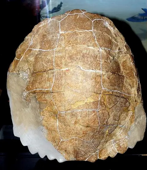 Dokumentasi USNM V6728 dengan identifikasi pada sumber Baena hayi. Isi dan label gambar dipertahankan.