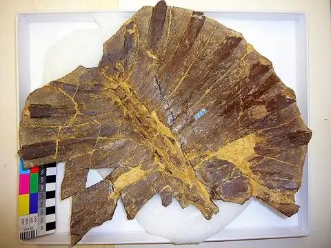 Dokumentasi USNM V6727 dengan identifikasi pada sumber Gilmoremys lancensis. Isi dan label gambar dipertahankan.