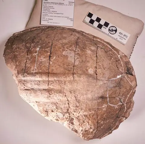 Dokumentasi USNM V8806 dengan identifikasi pada sumber Agomphus alabamensis. Isi dan label gambar dipertahankan.
