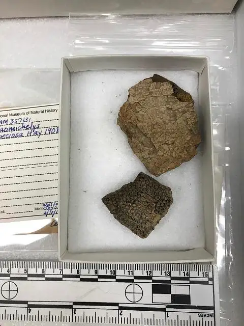 Dokumentasi USNM PAL357131 dengan identifikasi pada sumber Naomichelys speciosa. Isi dan label gambar dipertahankan.