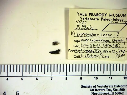 Dokumentasi YPM VP 005366 dengan identifikasi pada sumber Microvenator celer. Isi dan label gambar dipertahankan.