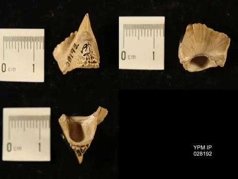 Dokumentasi YPM IP 028192 dengan identifikasi pada sumber Belosepia sepioidea. Isi dan label gambar dipertahankan.