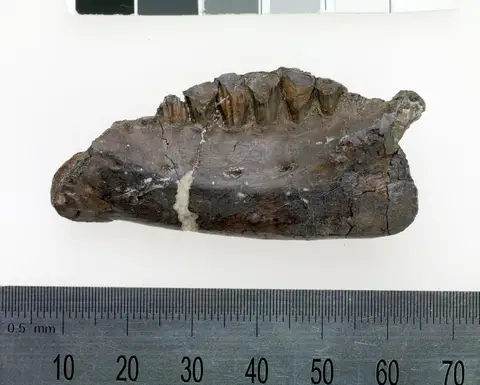 Dokumentasi P 199075 dengan identifikasi pada sumber Qantassaurus intrepidus. Isi dan label gambar dipertahankan.