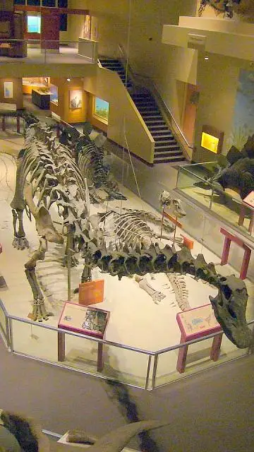 Dokumentasi USNM V10865 dengan identifikasi pada sumber Diplodocus hallorum. Isi dan label gambar dipertahankan.