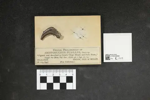 Dokumentasi PV R 179 dengan identifikasi pada sumber Aristosuchus pusillus. Isi dan label gambar dipertahankan.