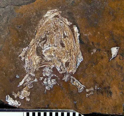 Dokumentasi USNM V2008 dengan identifikasi pada sumber Onchiodon labyrinthicus. Isi dan label gambar dipertahankan.
