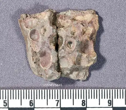 Dokumentasi USNM V5645 dengan identifikasi pada sumber Goniopholis affinis. Isi dan label gambar dipertahankan.