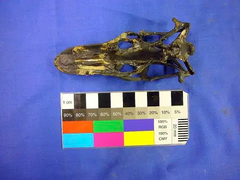 Dokumentasi USNM V2185 dengan identifikasi pada sumber Saniwa ensidens. Isi dan label gambar dipertahankan.