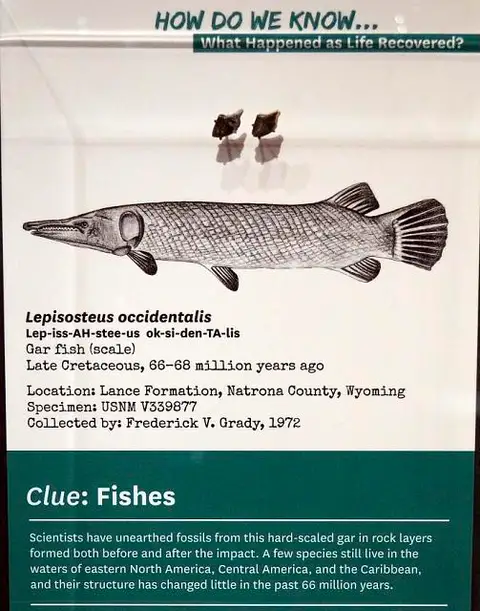 Dokumentasi USNM PAL339877 dengan identifikasi pada sumber Lepisosteus occidentalis. Isi dan label gambar dipertahankan.