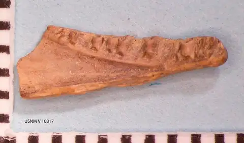 Dokumentasi USNM V10817 dengan identifikasi pada sumber Habrosaurus dilatus. Isi dan label gambar dipertahankan.