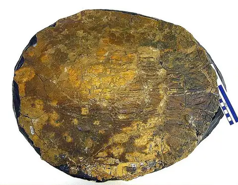 Dokumentasi USNM V13229 dengan identifikasi pada sumber Scabremys ornata. Isi dan label gambar dipertahankan.