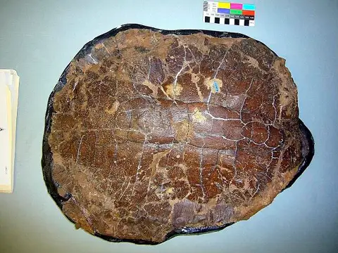 Dokumentasi USNM V12979 dengan identifikasi pada sumber Boremys grandis. Isi dan label gambar dipertahankan.