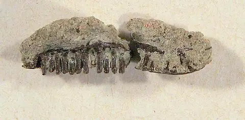 Dokumentasi USNM V12955 dengan identifikasi pada sumber Paraprionosaurus wyomingensis. Isi dan label gambar dipertahankan.