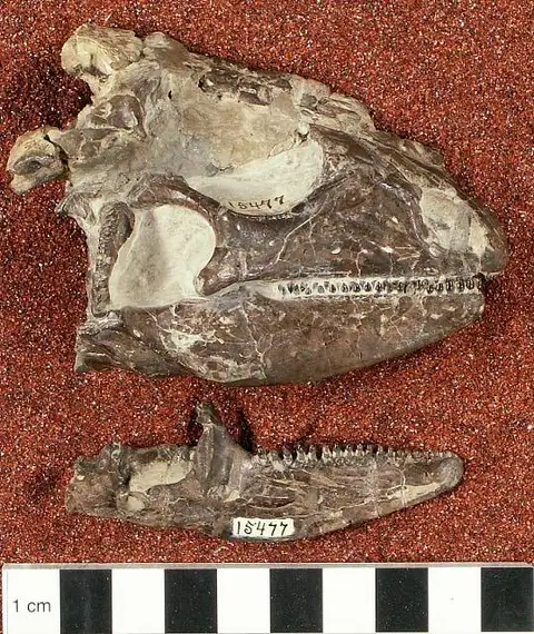Dokumentasi USNM V15477 dengan identifikasi pada sumber Polyglyphanodon sternbergi. Isi dan label gambar dipertahankan.