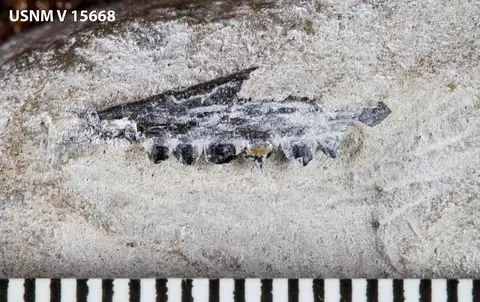 Dokumentasi USNM V15668 dengan identifikasi pada sumber Paraglyphanodon utahensis. Isi dan label gambar dipertahankan.