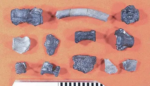 Dokumentasi USNM V16592 dengan identifikasi pada sumber Pinacosuchus mantiensis. Isi dan label gambar dipertahankan.