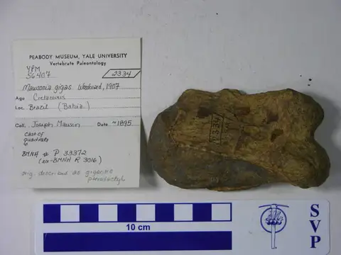 Dokumentasi YPM VP 056407 dengan identifikasi pada sumber Mawsonia gigas. Isi dan label gambar dipertahankan.