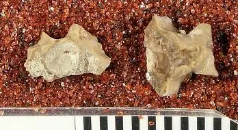 Dokumentasi USNM V4126 dengan identifikasi pada sumber Protagras lacustris. Isi dan label gambar dipertahankan.
