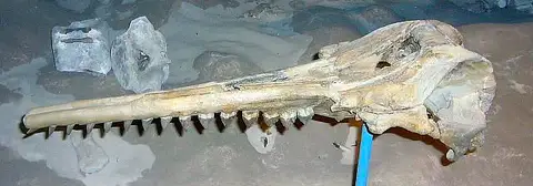 Dokumentasi USNM PAL206288 dengan identifikasi pada sumber Squalodon calvertensis. Isi dan label gambar dipertahankan.