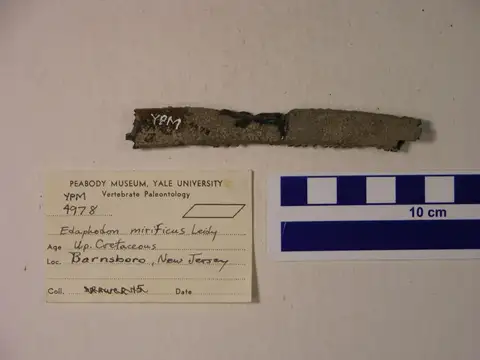 Dokumentasi YPM VP 004978 dengan identifikasi pada sumber Edaphodon mirificus. Isi dan label gambar dipertahankan.