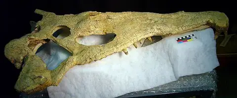 Dokumentasi USNM V18313 dengan identifikasi pada sumber Smilosuchus gregorii. Isi dan label gambar dipertahankan.