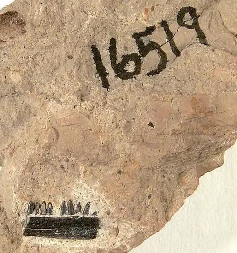 Dokumentasi USNM V16519 dengan identifikasi pada sumber Cteniogenys antiquus. Isi dan label gambar dipertahankan.