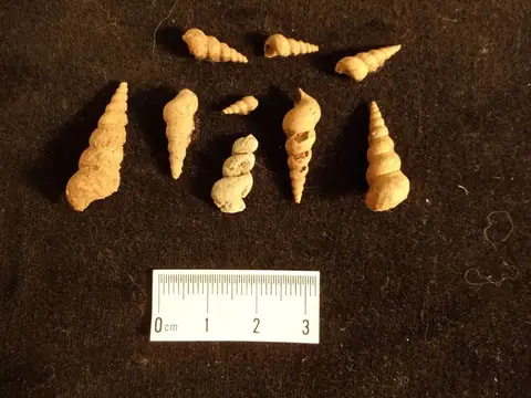Dokumentasi YPM IP 154474 dengan identifikasi pada sumber Hormotoma gracilis. Isi dan label gambar dipertahankan.