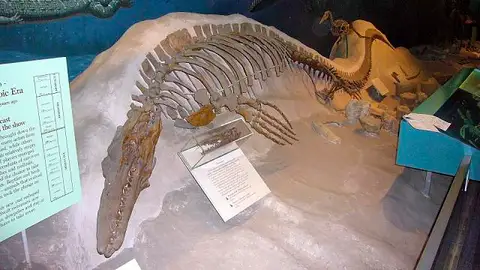 Dokumentasi USNM V8898 dengan identifikasi pada sumber Tylosaurus proriger. Isi dan label gambar dipertahankan.