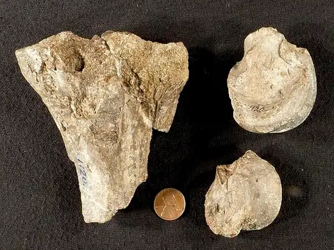 Dokumentasi USNM V1120 dengan identifikasi pada sumber Diatryma gigantea. Isi dan label gambar dipertahankan.