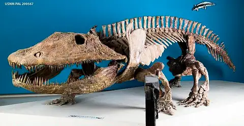 Dokumentasi USNM V6721 dengan identifikasi pada sumber Eryops megacephalus. Isi dan label gambar dipertahankan.