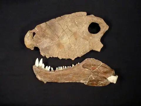 Dokumentasi USNM V6722 dengan identifikasi pada sumber Dimetrodon limbatus. Isi dan label gambar dipertahankan.