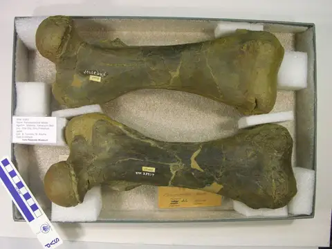 Dokumentasi YPM VP 033907 dengan identifikasi pada sumber Paleoparadoxia tabatai. Isi dan label gambar dipertahankan.