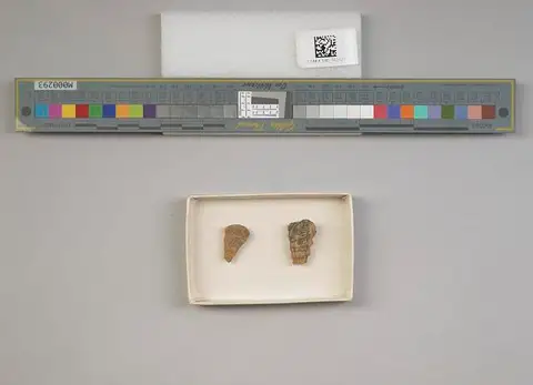 Dokumentasi USNM MO562328 dengan identifikasi pada sumber Cerithium grillanum. Isi dan label gambar dipertahankan.