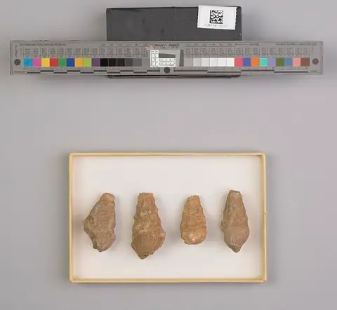 Dokumentasi USNM MO562325 dengan identifikasi pada sumber Cerithium infranodatum. Isi dan label gambar dipertahankan.
