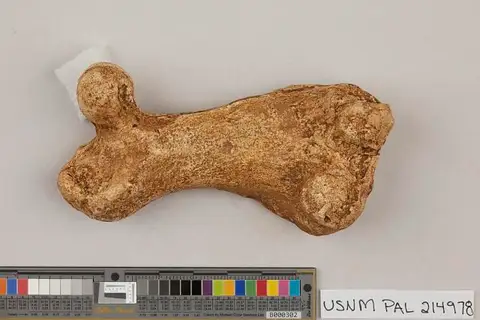 Dokumentasi USNM PAL214978 dengan identifikasi pada sumber Praepusa pannonica. Isi dan label gambar dipertahankan.