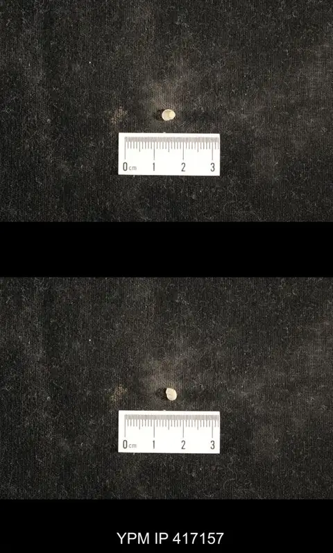 Dokumentasi YPM IP 417157 dengan identifikasi pada sumber Euphemites carbonarius. Isi dan label gambar dipertahankan.