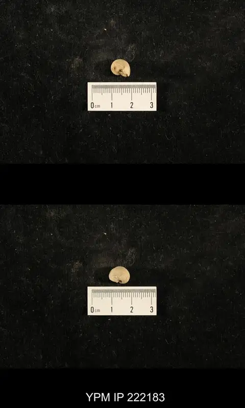 Dokumentasi YPM IP 222183 dengan identifikasi pada sumber Euphemites vittatus. Isi dan label gambar dipertahankan.