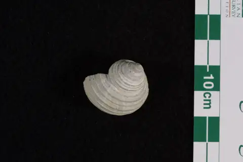 Dokumentasi P 44072 dengan identifikasi pada sumber Australonema australis. Isi dan label gambar dipertahankan.