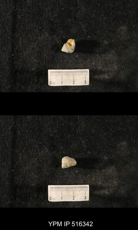 Dokumentasi YPM IP 516342 dengan identifikasi pada sumber Cyclonema humerosum. Isi dan label gambar dipertahankan.