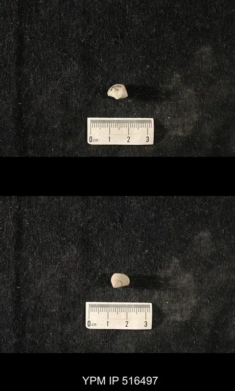 Dokumentasi YPM IP 516497 dengan identifikasi pada sumber Cyclonema mediale. Isi dan label gambar dipertahankan.