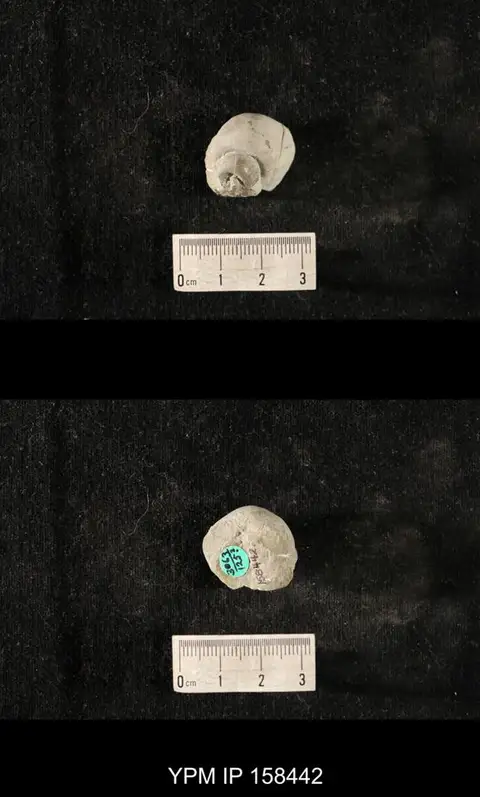 Dokumentasi YPM IP 158442 dengan identifikasi pada sumber Cyclonema percingulatum. Isi dan label gambar dipertahankan.