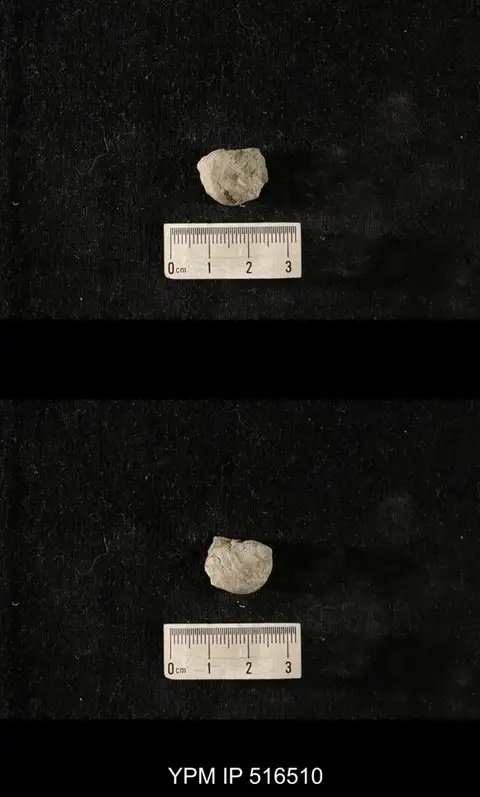 Dokumentasi YPM IP 516510 dengan identifikasi pada sumber Cyclonema varicosum. Isi dan label gambar dipertahankan.