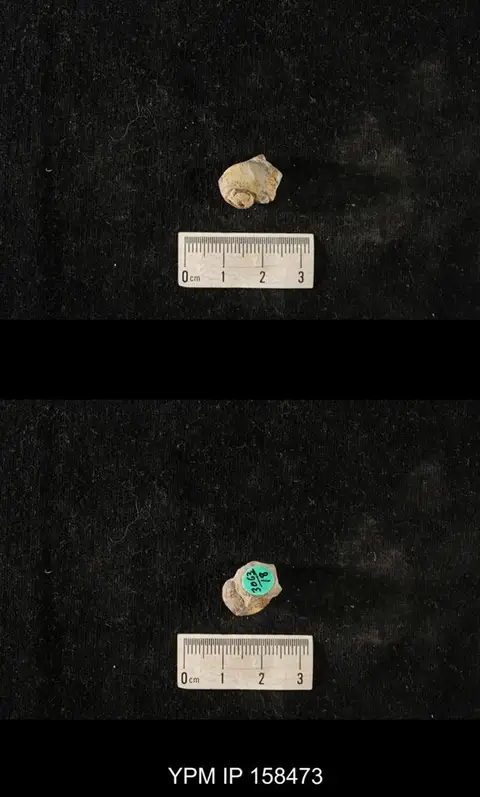 Dokumentasi YPM IP 158473 dengan identifikasi pada sumber Cyclonema varispirum. Isi dan label gambar dipertahankan.
