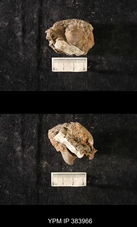 Dokumentasi YPM IP 383966 dengan identifikasi pada sumber Cyrtonella expansus. Isi dan label gambar dipertahankan.