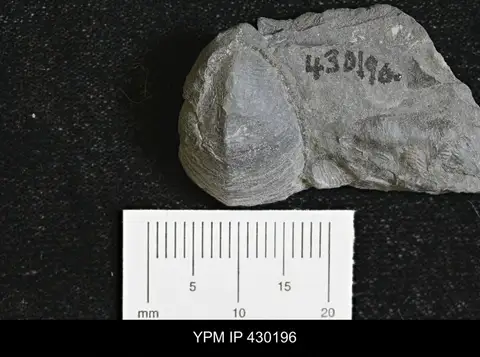 Dokumentasi YPM IP 430196 dengan identifikasi pada sumber Cyrtonella mitella. Isi dan label gambar dipertahankan.