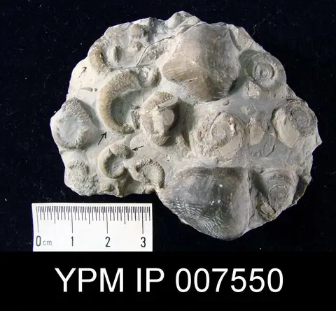 Dokumentasi YPM IP 007550 dengan identifikasi pada sumber Phragmolites pannosus. Isi dan label gambar dipertahankan.