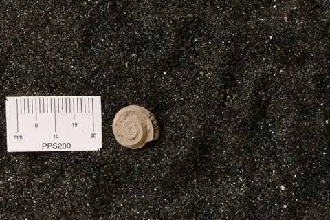Dokumentasi YPM IP 004206 dengan identifikasi pada sumber Nodeuomphalus labadyei. Isi dan label gambar dipertahankan.