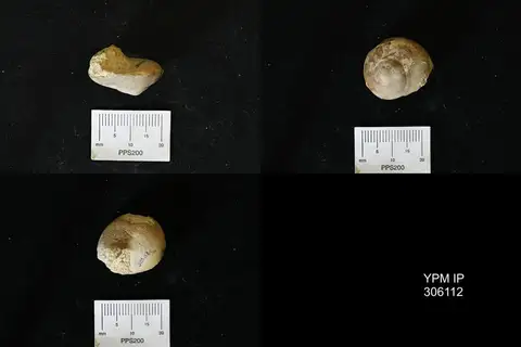 Dokumentasi YPM IP 306112 dengan identifikasi pada sumber Antirotella helicinaeformis. Isi dan label gambar dipertahankan.