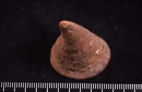 Dokumentasi YPM IP 009574 dengan identifikasi pada sumber Hypseloconus recurvus. Isi dan label gambar dipertahankan.
