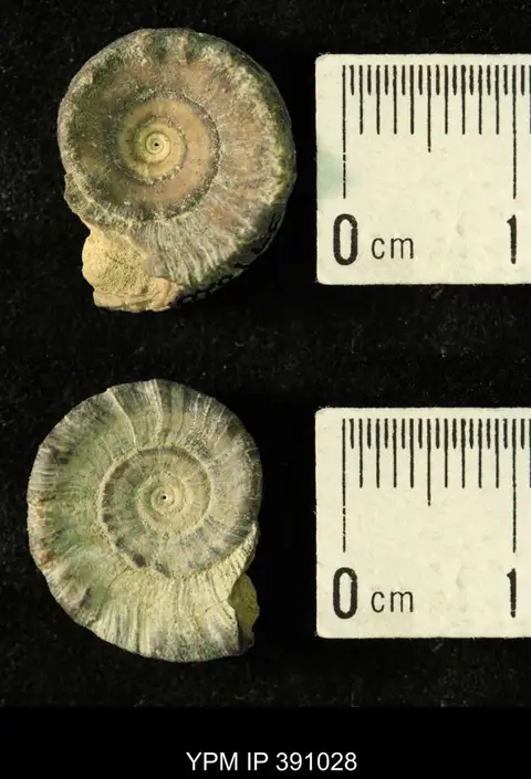 Dokumentasi YPM IP 391028 dengan identifikasi pada sumber Amphiscapha catilloides. Isi dan label gambar dipertahankan.